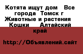 Котята ищут дом - Все города, Томск г. Животные и растения » Кошки   . Алтайский край